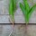 Telling the difference between ramps and lily-of-the-valley